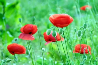 Papaver rhoeas شقایق