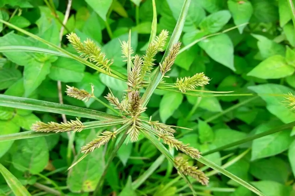 Cyperus rotundus سعد کوفی