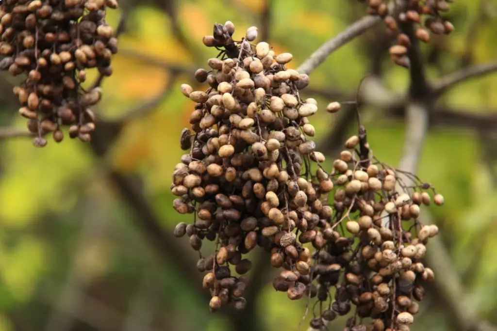 Rhus succedanea سماق صمغی