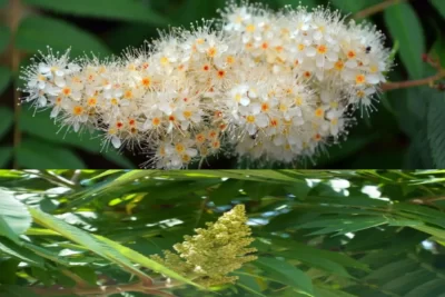 Rhus typhina سماق آمریکایی