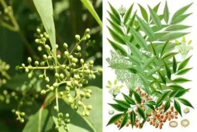 Rhus succedanea سماق صمغی