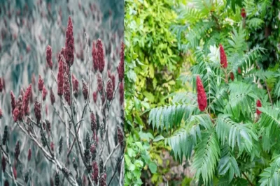 Rhus typhina سماق آمریکایی