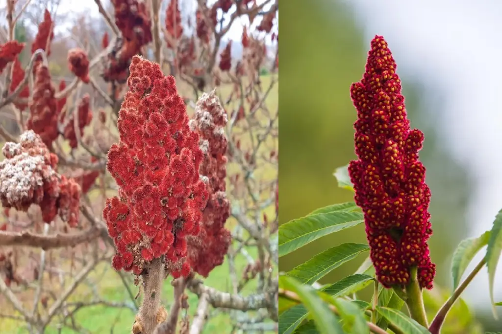 Rhus typhina سماق آمریکایی