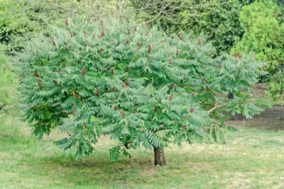 Rhus typhina سماق آمریکایی