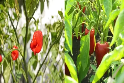 capsicum frutescens