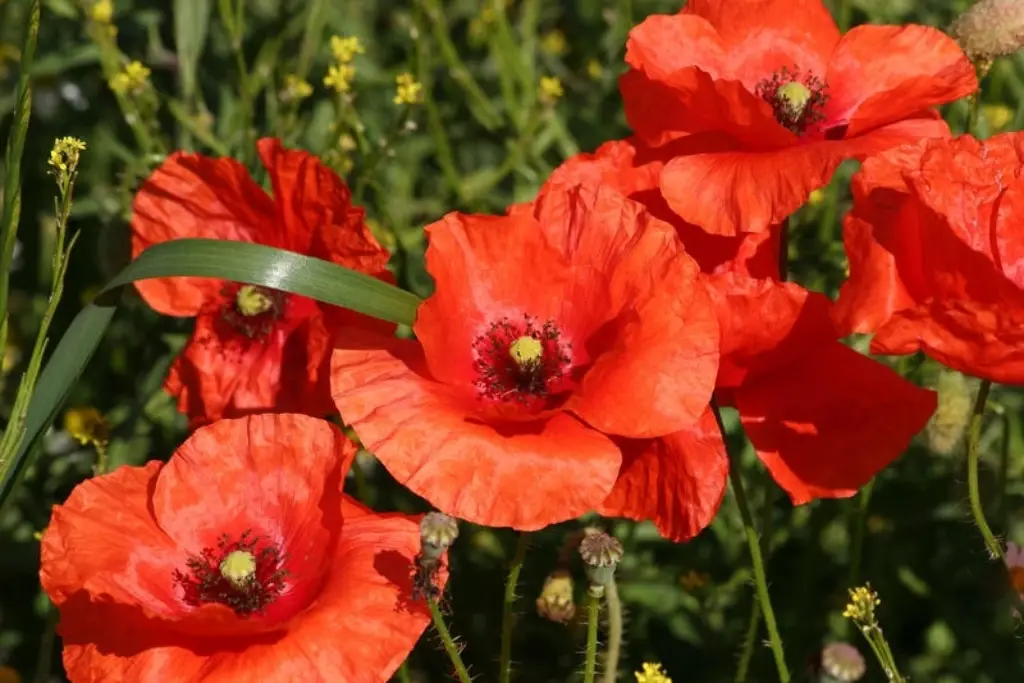 Papaver rhoeas شقایق