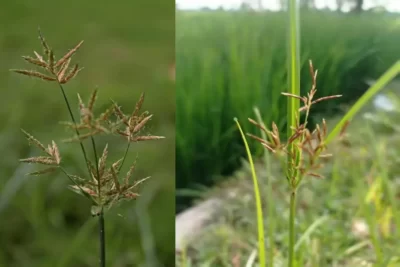 Cyperus rotundus سعد کوفی