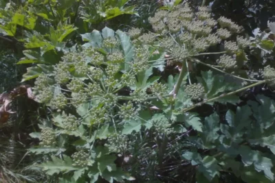 Heracleum persicum گلپر