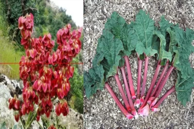 Rheum ribes گل ریواس