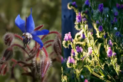  Echium amoenum گل گاوزبان 