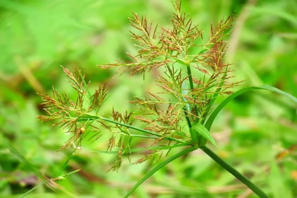 Cyperus escultus سعد هندی