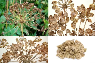 Heracleum persicum گلپر