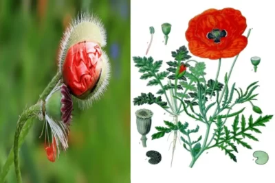 Papaver rhoeas شقایق