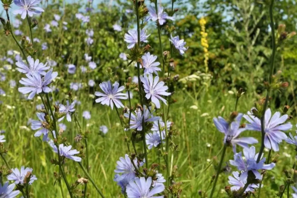 Cichorium intybus کاسنی