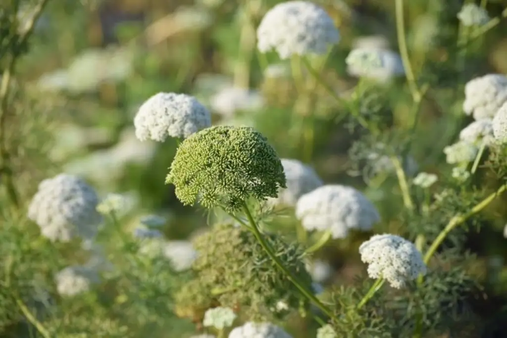 Heracleum persicum گلپر