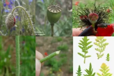 Papaver rhoeas شقایق