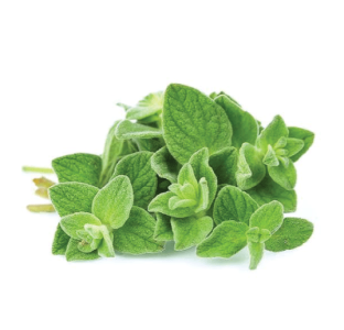 برگ آویشن کوهی
