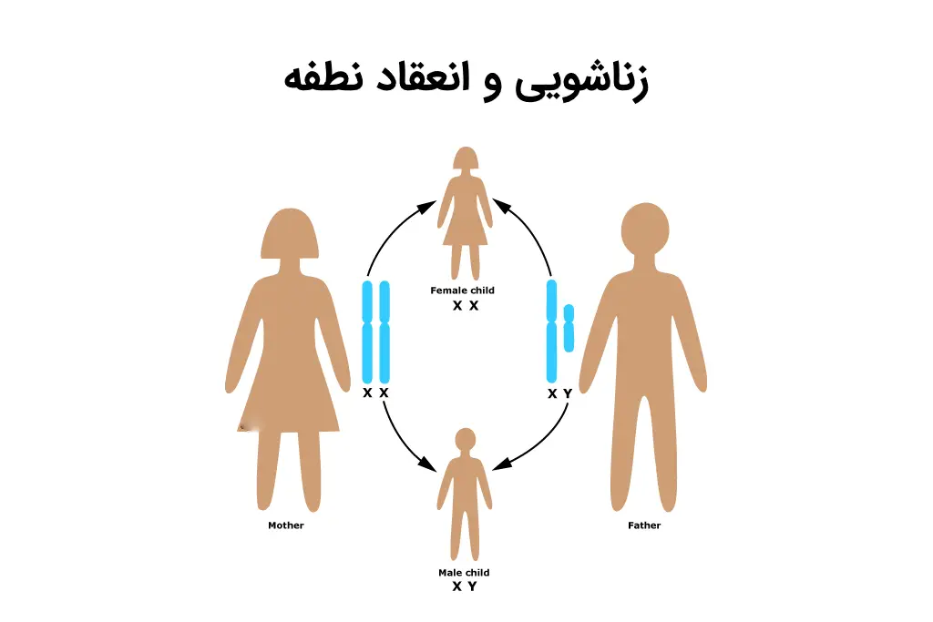 زناشویی و انعقاد نطفه