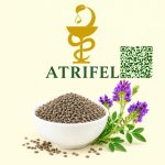 بابچی