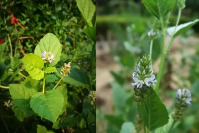 Psoralea corylifolia بابچی