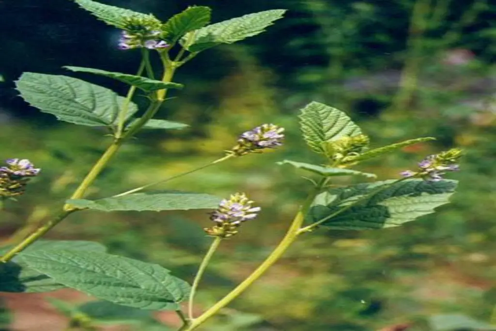 Psoralea corylifolia بابچی