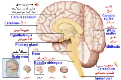 بخش های غده هیپوفیز