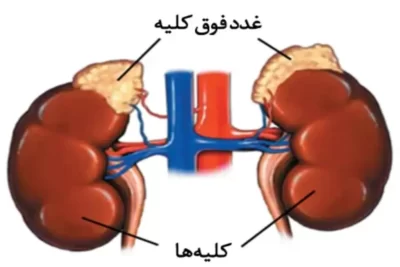 غده فوق کلیه