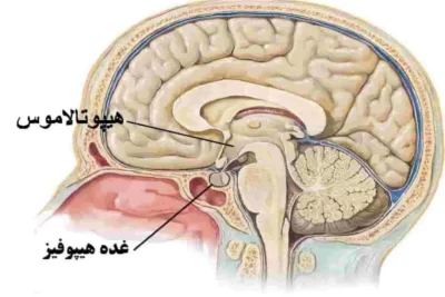 هیپوفیز