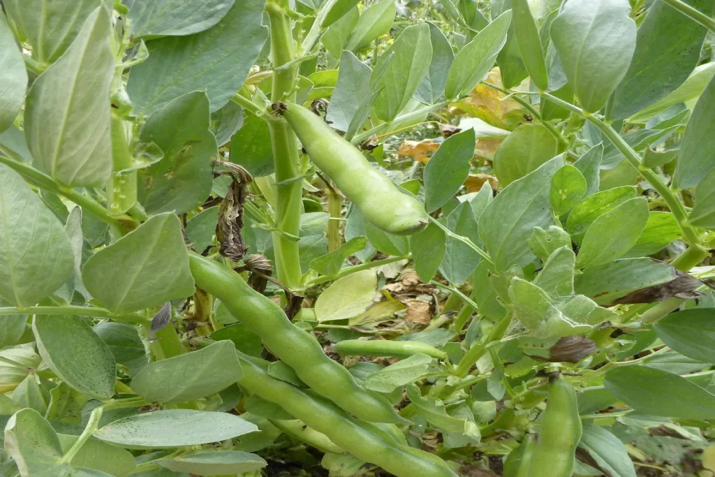 Broad bean باقالا