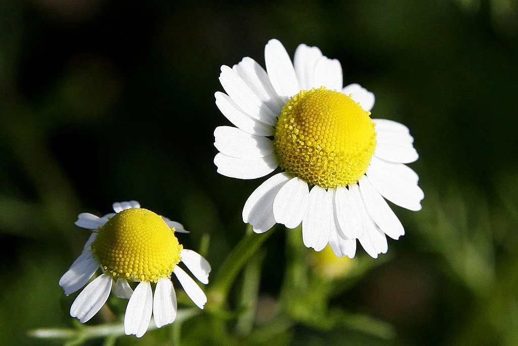 Matricaria chamomilla بذر بابونه