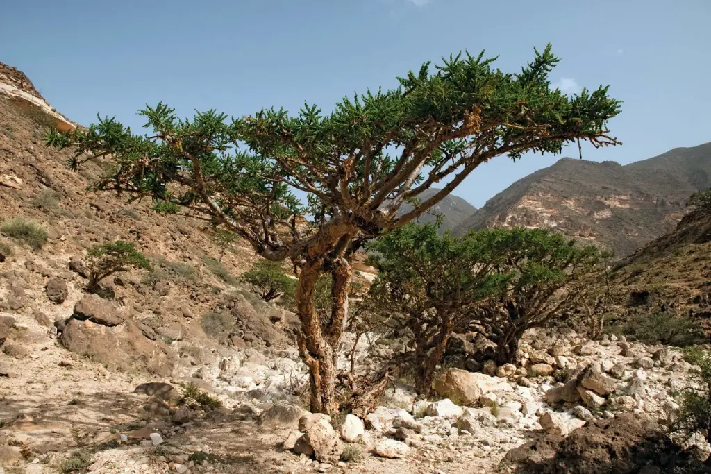 Commiphora opobalsamum دانه بلسان