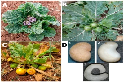 Mandragora officinarum بیخ لفاح