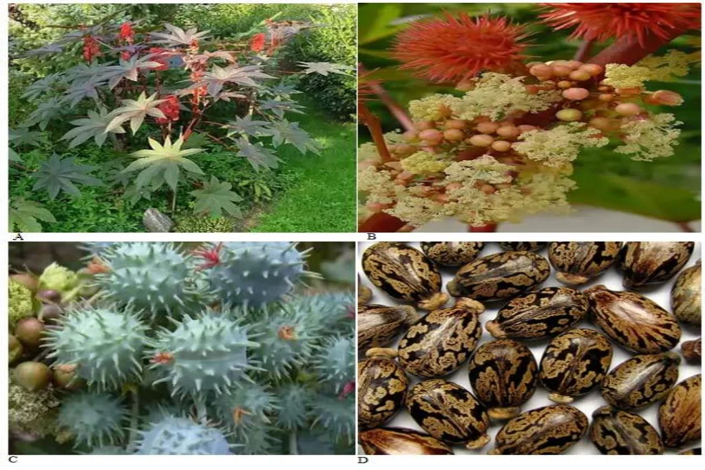 Ricinus communis بید‌‌‌انجیر