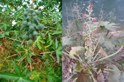 Ricinus communis بید‌‌‌انجیر