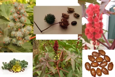 Ricinus communis بید‌‌‌انجیر