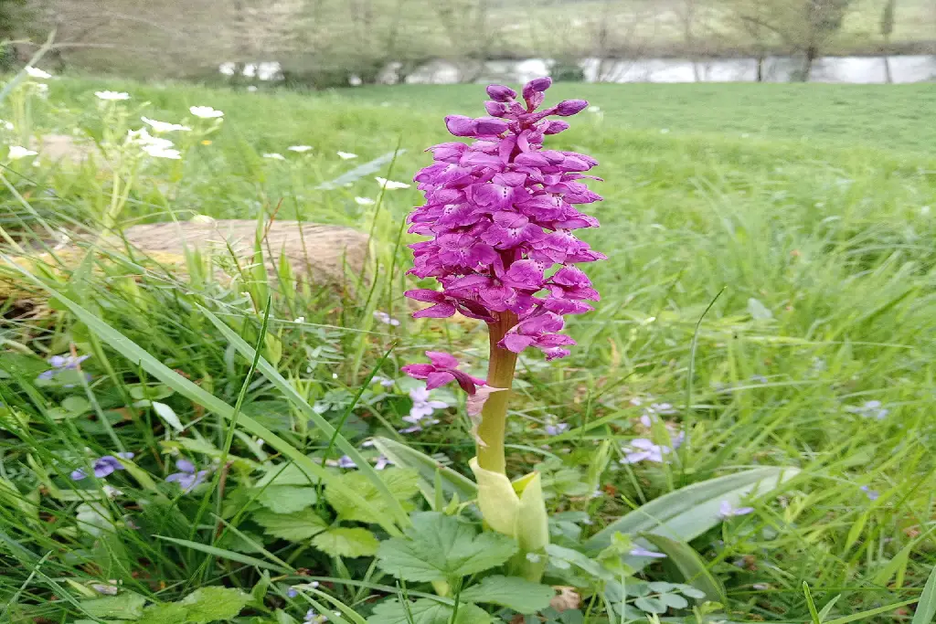 orchis mascula ثعلب