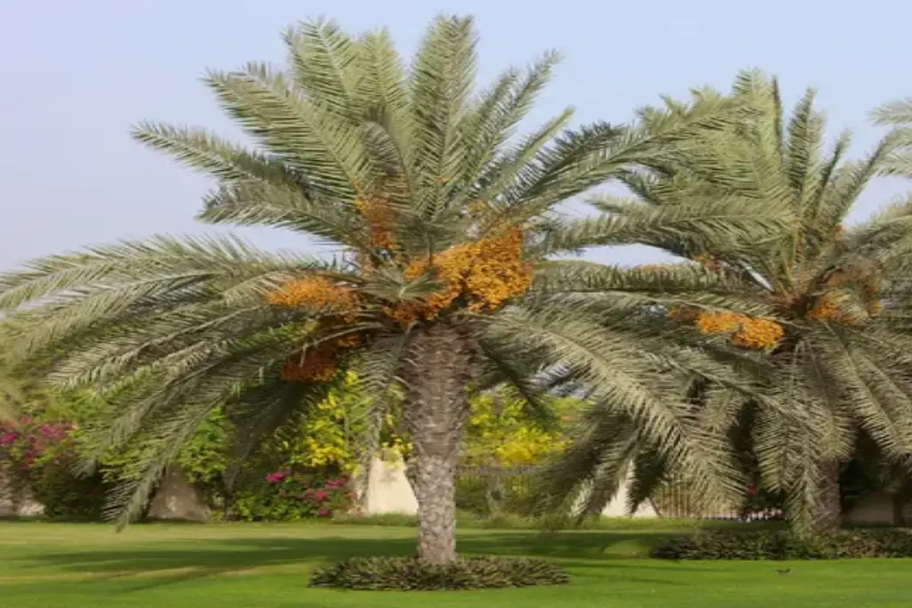 Phoenix dactylifera خرما