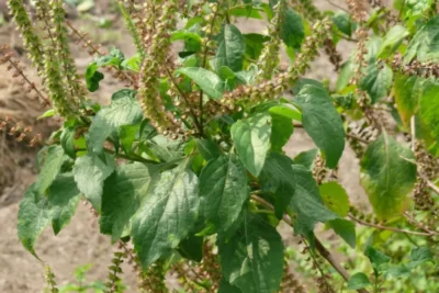 Ocimum gratissimum ریحان میخکی