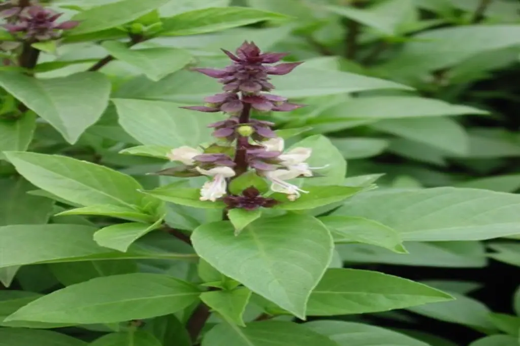 Ocimum basilicum بذر ریحان