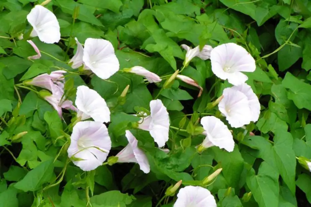 Convolvulus scammonia سقمونیا