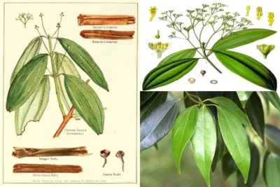 Cinnamomum cassia دارچین ختایی