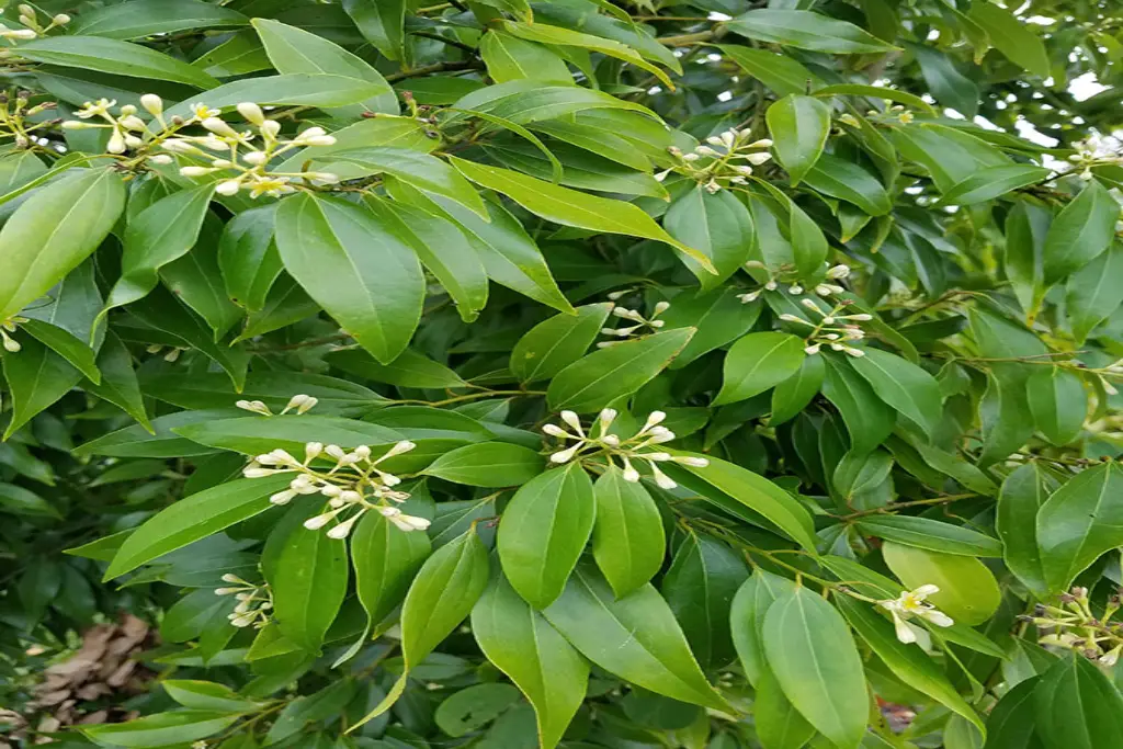 Cinnamomum cassia دارچین ختایی