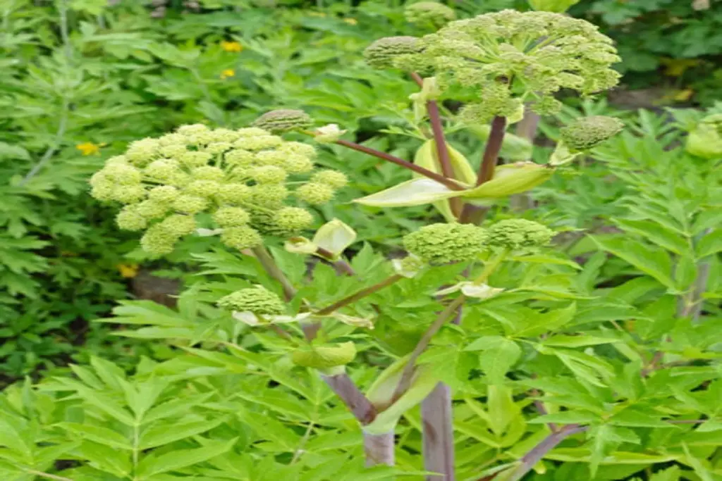 Angelica archangelica سنبل ختایی