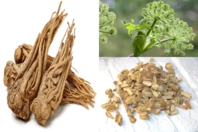 Angelica archangelica سنبل ختایی