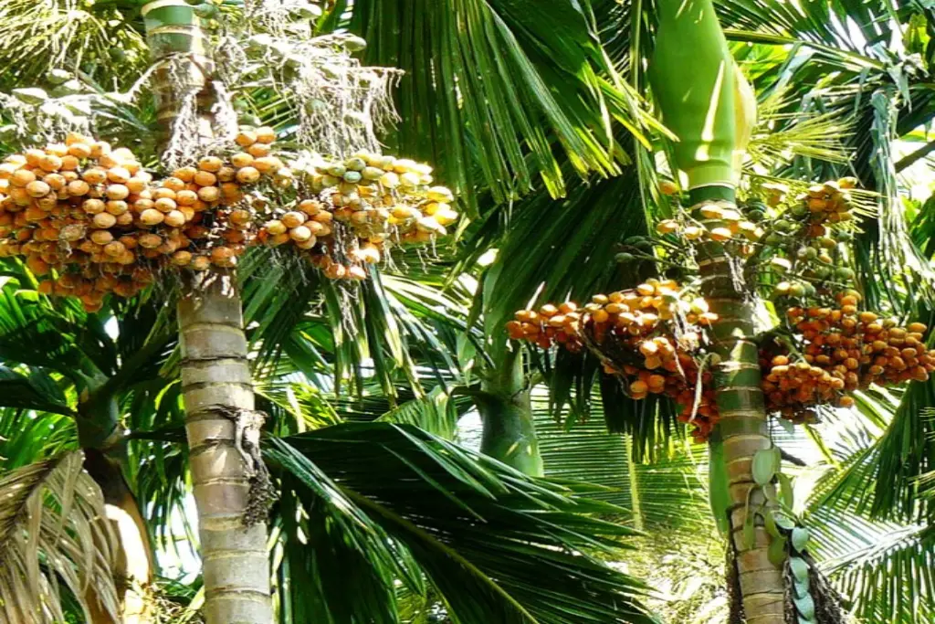 Areca فوفل