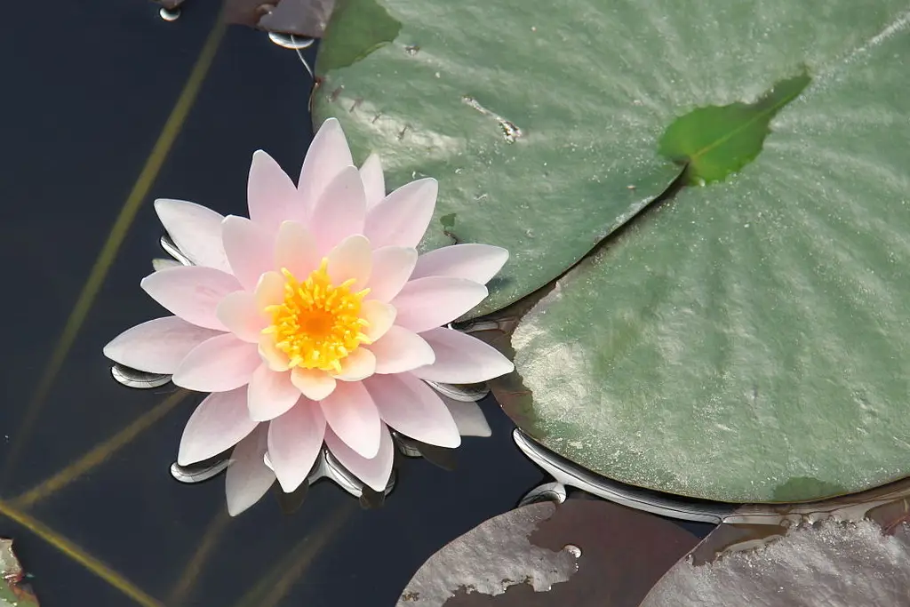 Nymphaea نیلوفرآبی