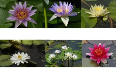 Nymphaea نیلوفرآبی