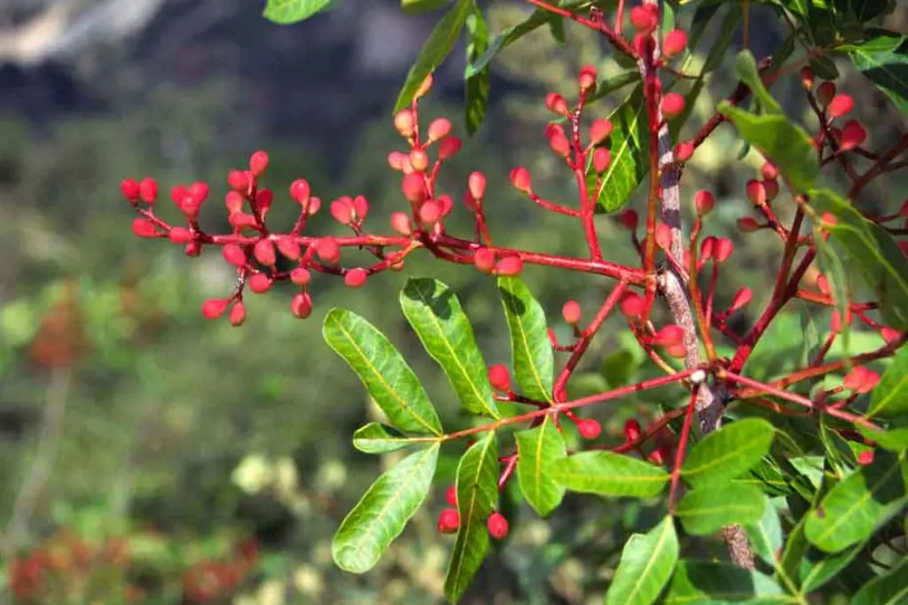 Pistacia terebinthus پسته کوهی