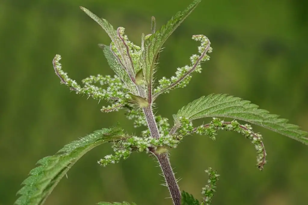 Urtica گزنه