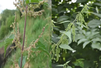 Urtica گزنه